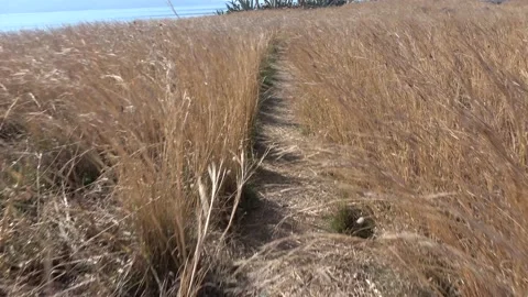 Moving fast on a dirt path among the dry grasses Stock Footage 218254734