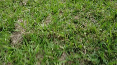 Moving fast over the grass Stock Footage 156064127