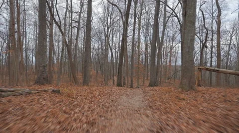 Moving Fast Through Woods Hyperlapse Fall Winter Stock Footage 58207021