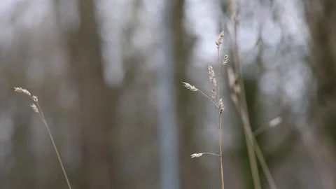 Moving fern in the Forest Stock Footage 123394189