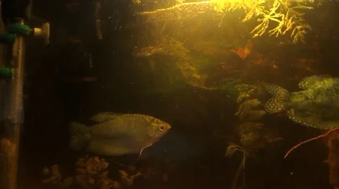 The moving fish  and the moving plant near the pressure pump Stock Footage 47450685