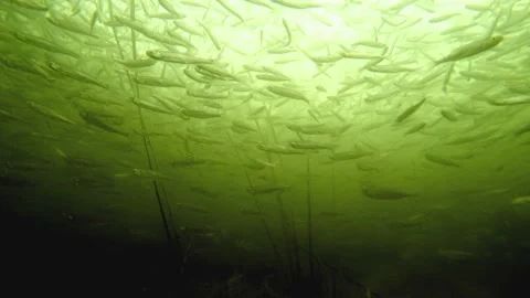 Moving fish on the bottom of a river at -20 degrees C (-4 degrees F) Stock Footage 154304748