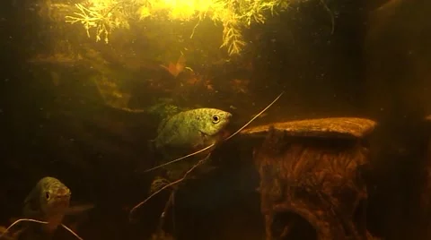 The moving fish in the dim water Stock Footage 47450712