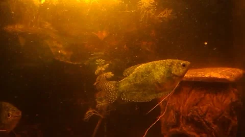 The moving fish at the same place and the moving plant in the dim aqua Stock Footage 47450756