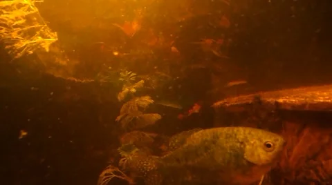 The moving fish at the same place and the moving plant Stock Footage 47450847