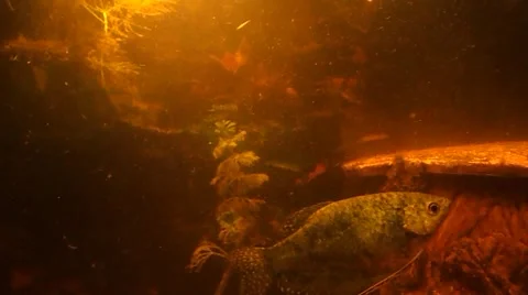 The moving fish at the same place Stock Footage 47450733
