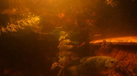 The moving fish at the same place Stock Footage 47450767