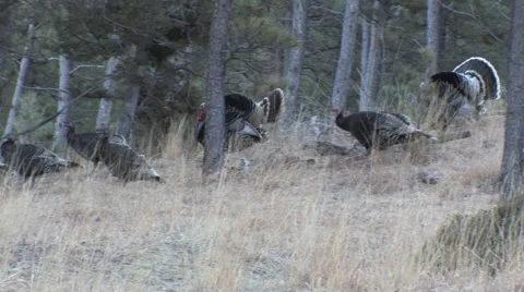Moving Flock of Turkeys at Edge of Woods With Strutting Gobblers Stock Footage 49108832