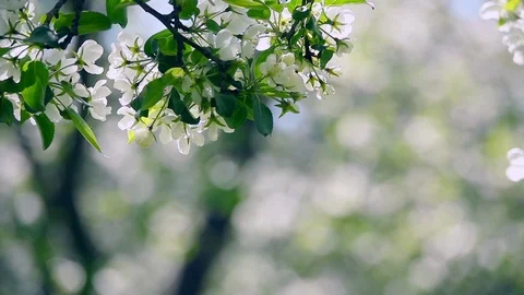 Moving floral backdrop with apple tree blossoms against blur fruit orchard. Vídeo Stock 124054978