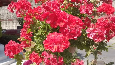 Moving flower 4K Stock Footage 123905833