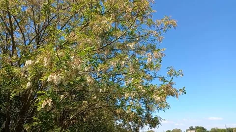 Moving Flower Branches Stock Footage 274841616