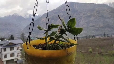 Moving flower on front of mountains Video stock 238745105