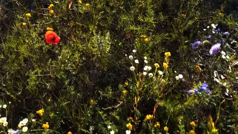 Moving on a flower meadow Stock Footage 117438038