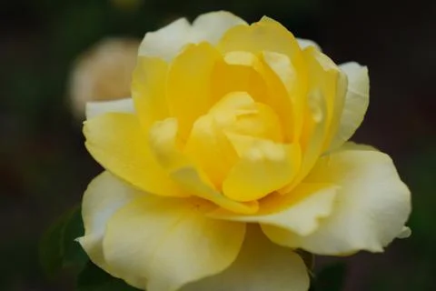 Moving Flower 스톡 사진