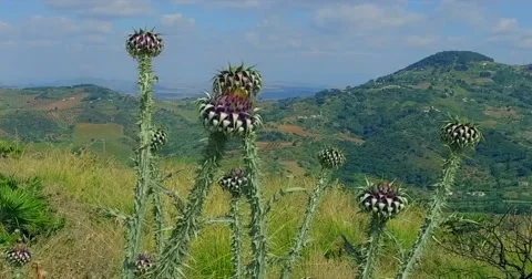 Moving flowers on background of summer hilly Italian landscape Stock-Footage 64878570