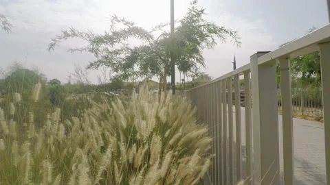 Moving in fluffy grass Vídeos de archivo 96598879