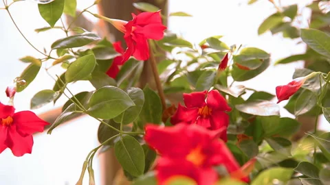 Moving focus from back to front red mandevilla flowers Stock Footage 91937088