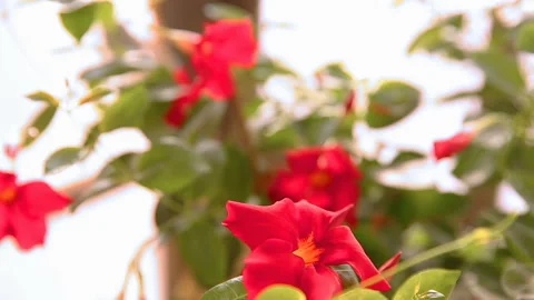 Moving focus to back red mandevilla flowers Stock Footage 93863277