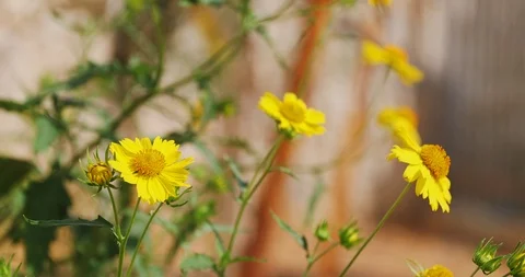 Moving focus from between three chrysanthemum coronarium Stock Footage 96011914