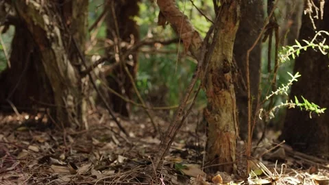 Moving into focus of a forest floor and insects slow motion dolly 4K Video stock 241965921