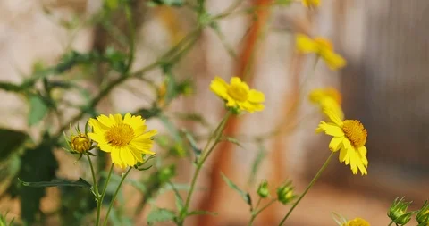 Moving focus from forward to backward chrysanthemum coronarium Vídeos de archivo 102511099