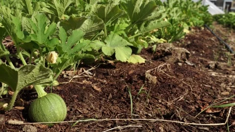 Moving focus at organic vegetable community garden with pumpkin in summer. .. Stock Footage 241167212