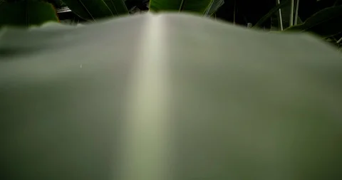 Moving focus on palm leaf texture. Stock Footage 112132192