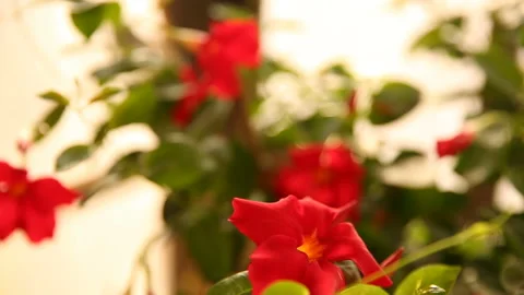 Moving focus on red flowers of mandevilla Video stock 96450053