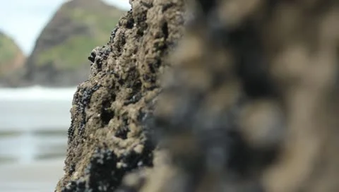 Moving focus shot of Piha Beach New Zealand Stock Footage 11403326