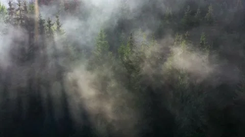 Moving fog through pine tree tops seen from a drone. Stock Footage