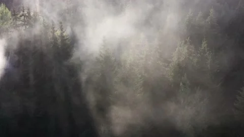 Moving fog through pine tree tops seen from a drone. Stock Footage 137163153