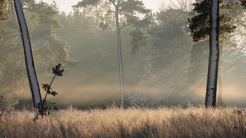 Moving fog waves in a cold winter forest with snow, 4K timelapse Stock Footage 79725461