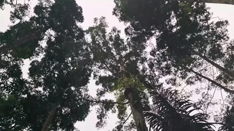 Moving footage of a pine tree forests canopy from below Stock Footage 287047607