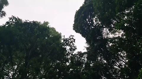 Moving footage of a pine tree forests canopy from below 動画素材 287047641