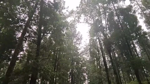 Moving footage of a pine tree forests canopy from below Stock Footage 287047746