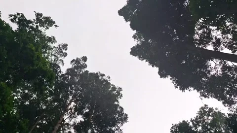 Moving footage of a pine tree forests canopy from below Stock Footage 287047759