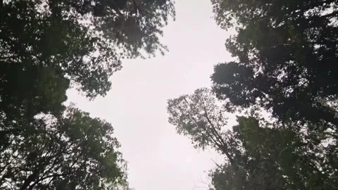 Moving footage of a pine tree forests canopy from below Stock Footage 287047805