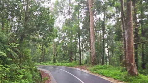 Moving footage of a pine tree forests canopy from below Stock Footage 287047816