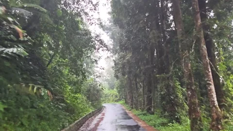 Moving footage of a pine tree forests canopy from below Stock Footage 287047822
