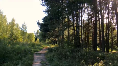 Moving on a footpath through summer forest Video stock 114012781