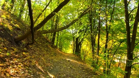 Moving on a forest hills covered by fallen autumn leaves. Stock Footage 82052351