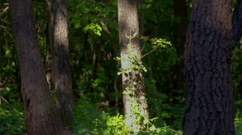 Moving forest shadows. DSLR, Raw quality time lapse. Stock Footage 42050415