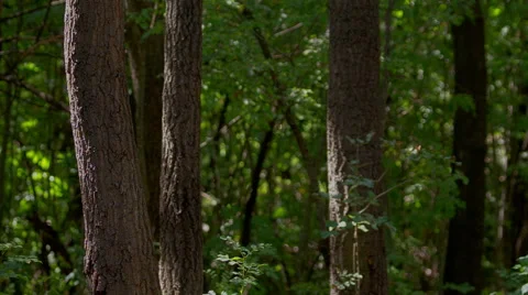 Moving forest shadows. DSLR, Raw quality time lapse. Stock-Footage 42050558