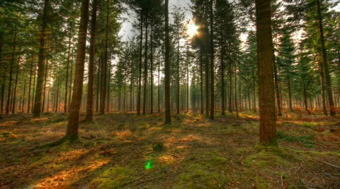 Moving forest shadows hdr time lapse Stock Footage 562147