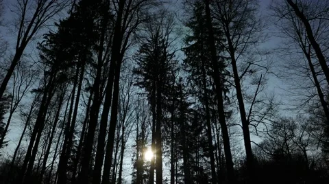 Moving Forest Silhouette with sun setting late autumn Video stock 65882726