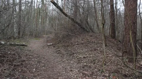 Moving in forest, trees, nature, background Stock Footage 47245105