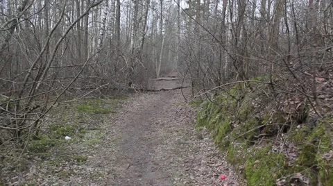 Moving in forest, trees, nature, background Stock Footage 47251496