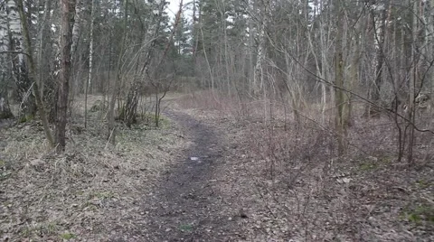 Moving in forest, trees, nature, background Stock Footage 47252460