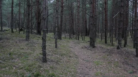 Moving in forest, trees, nature, background Stock Footage 47254989