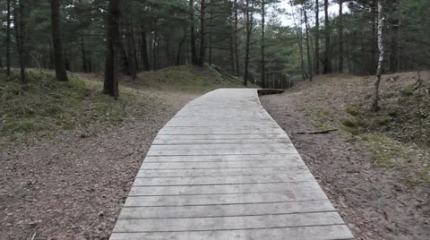 Moving in forest, trees, nature, background Stock Footage 47256316